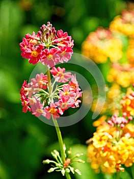 Primula pulverulenta, the mealy primrose or mealy cowslip