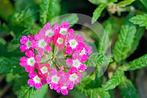 Primula sieboldii