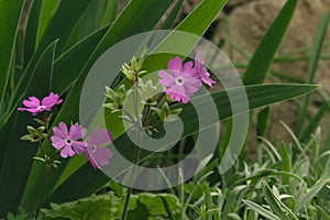 Primula sieboldii or Japanese primrose.