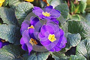 Primula sp. in blossom - favourite ornamenta plant photo