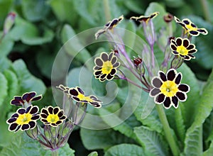 Primula sp. - interesting variety of favourite spring flower photo