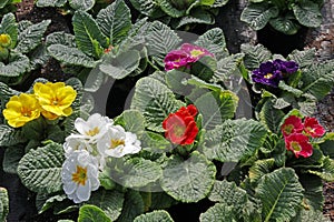 Primula. Spring flower red, yellow, pink, purple, violet and blue Primula with green leafs and water drops. View from above of flo