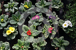 Primula. Spring flower red, yellow, pink, purple, violet and blue Primula with green leafs and water drops. View from above of flo