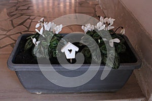 Primula - A vase of flowers sitting in a box
