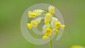 Primula veris or cowslip and common cowslip. Flowering plant in the primrose family primulaceae. Close up.