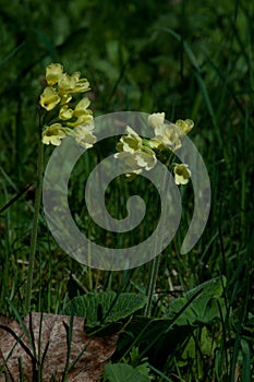 Primula veris - Cowslips in springtime.