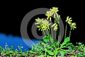 Primula veris flowers