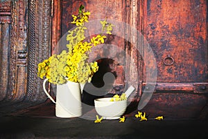 Primula veris flowers