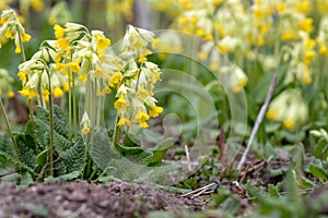 Primula veris