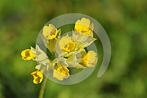 Primula veris macrocalyx flower in green background , flora Iran