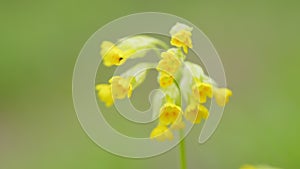 Primula veris plant commonly known as cowslip. Yellow flower primula veris or cowslip primrose in spring. Close up.
