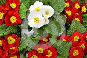 Primula vernus of red and white colors, colorful primula background. Springtime holiday. Easter background