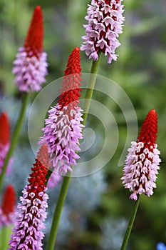 Primula vialii blooms in the summer from June to August with red purple flowers