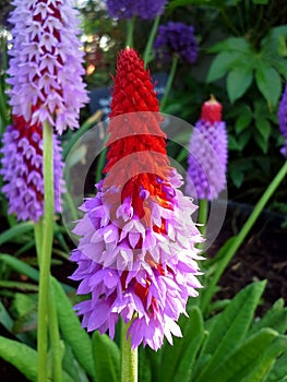 Primula Vialii / Orchid Primrose