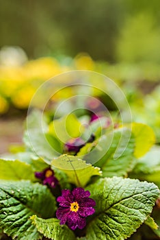 Primula vulgaris