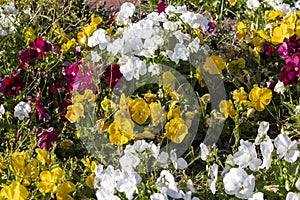 Primula vulgaris, the common primrose