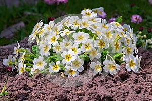 Primula vulgaris, the common primrose, bright flowering plant Primulaceae.