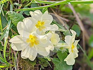 Primula vulgaris, the common primrose or English primrose, European flowering plant, family Primulaceae, first flowers photo