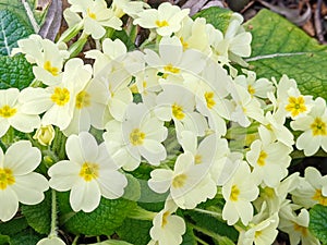 Primula vulgaris, the common primrose or English primrose, European flowering plant, family Primulaceae, first flowers photo