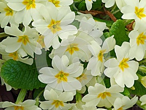 Primula vulgaris, the common primrose or English primrose, European flowering plant, family Primulaceae, first flowers photo