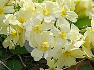 Primula vulgaris, the common primrose or English primrose, European flowering plant, family Primulaceae, first flowers