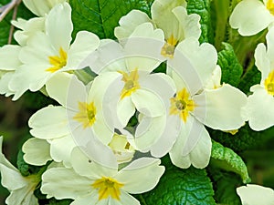 Primula vulgaris, the common primrose or English primrose, European flowering plant, family Primulaceae, first flowers