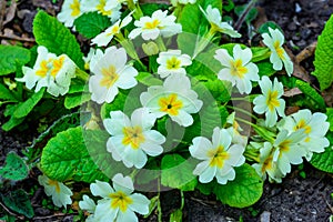 Primula vulgaris - herbaceous primrose plant blooming in spring in a botanical garden, Odessa