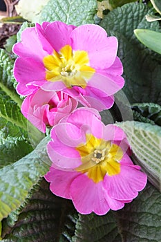 Primula Vulgaris Sibthorpii