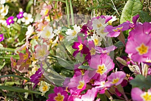 Yellow, peach and pink primrose flowers, Primula vulgaris sibthorpii, blooming in dappled spring sunlight close-up view