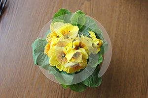 Primula yellow among its leaves