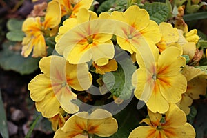 primula yellow large- flowered primrose, cabaret cream flower ambie photo
