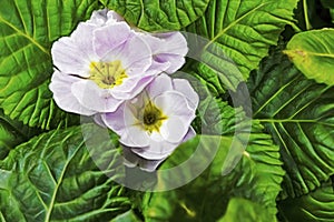 The Primulaceae, commonly known as the primrose family