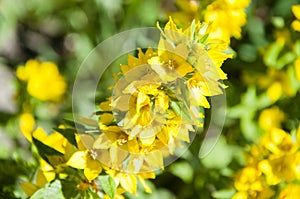 Primulaceae flower closeup. lysimachia. nature macro photography. beautiful yellow flower