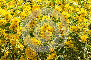 Primulaceae lysimachia bright yellow flowers