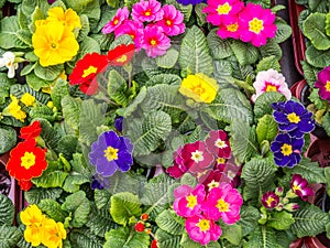 Colorful Primulas in the Springtime