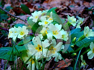 Primule selvatiche nel sottobosco - Primula vulgaris