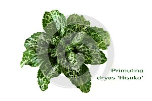 Primulina dryas Hisako plant isolated photo