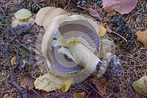 The Prince mushroom, Agaricus augustus. Rare edible mushroom in the wild in the forest.