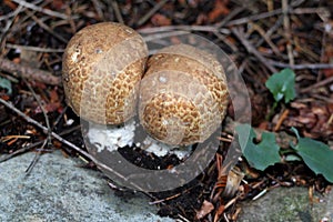 Prince Mushrooms - Agaricus augustus