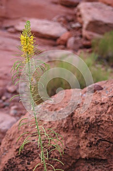 Prince's Plume Flower in Redrock Country