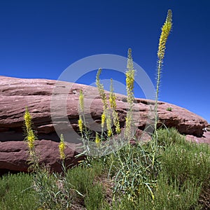 Prince's Plume, Stanleya pinnata