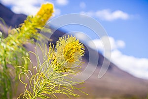 Prince`s plume Stanleya pinnata blooming in Death Valley National Park, California