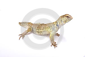 Princely spiny-tailed lizard (Uromastyx princeps)