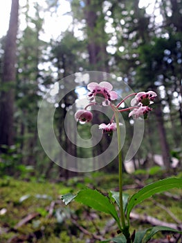 Princes Pine - Chimaphila umbellata photo