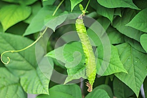 Princess bean, Winged bean or Goa bean Psophocarpus tetragonolobus hanging on tree in organic vegetable farm