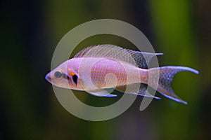 Princess of Burundi cichlid, Neolamprologus brichardi