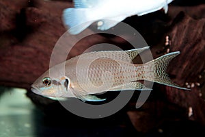 Princess of Burundi (Neolamprologus brichardi) aquarium fish