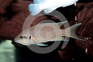 Princess of Burundi (Neolamprologus brichardi) aquarium fish photo