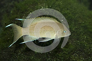 Princess of Burundi Neolamprologus marunguensis.