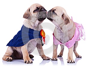 Princess and champion pug puppy dogs kissing